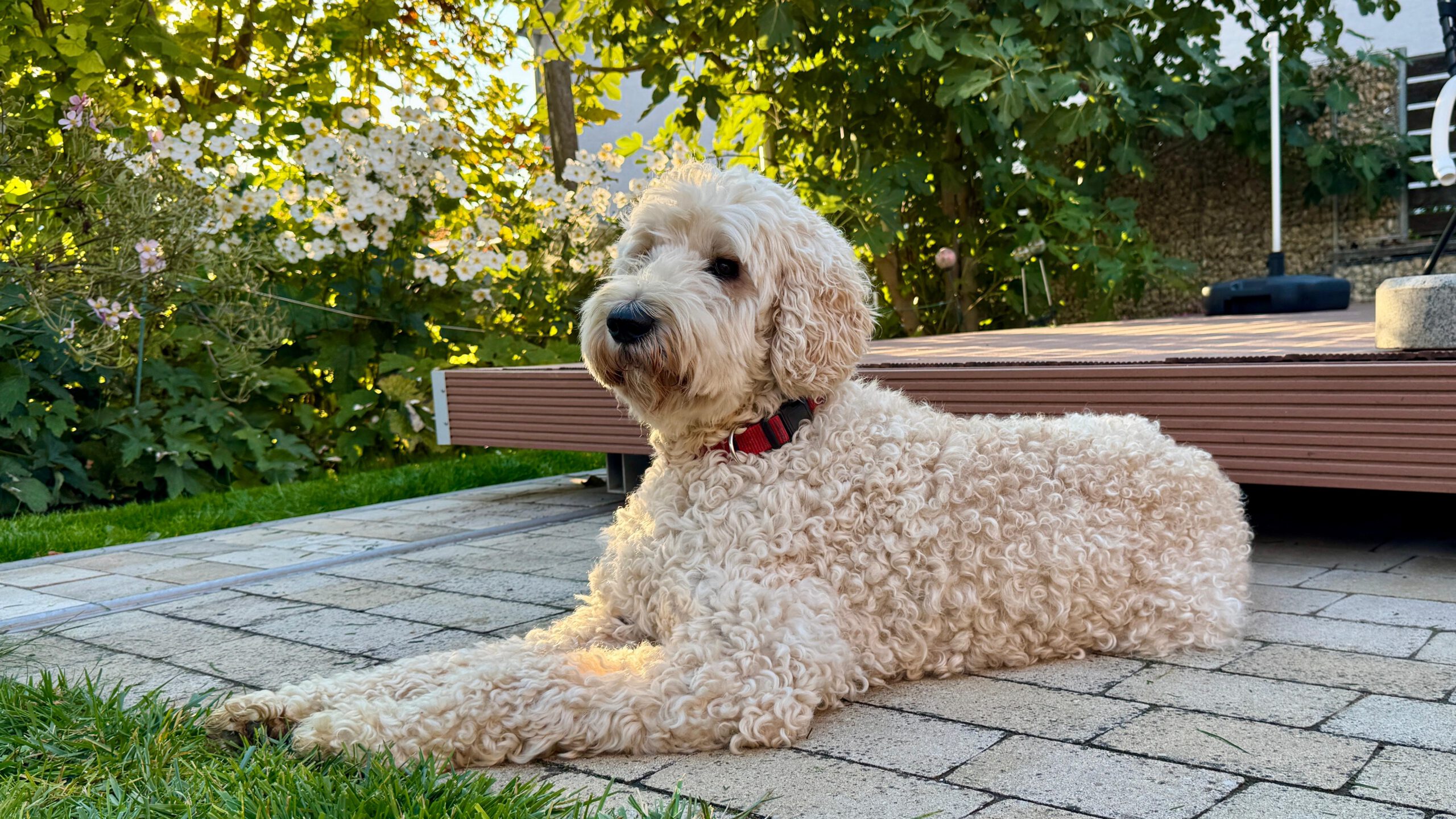 charlie